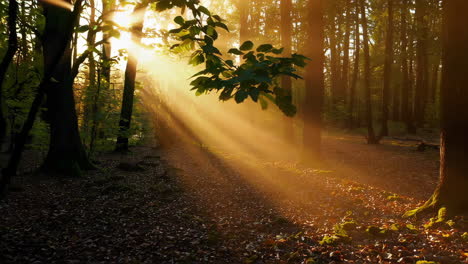 golden sunlight streams through the forest