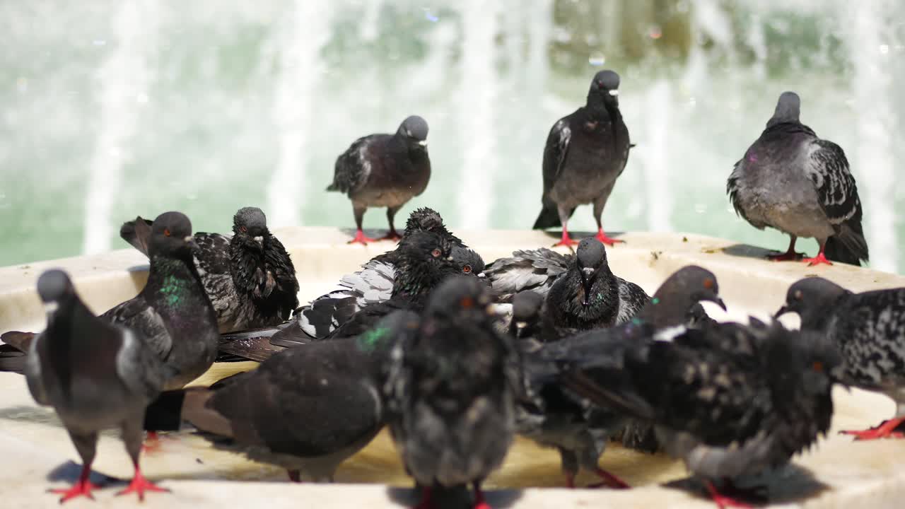 분수에서 목욕하는 비둘기