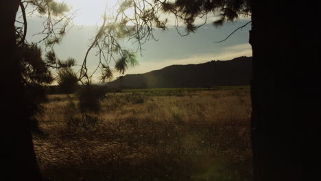 beautiful summer fields fill a paddock with a lens flare shining between the trees in marlborough, located in the south island of new zealand