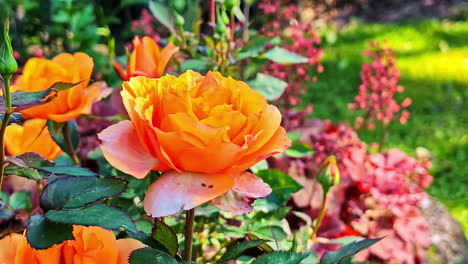 marigolds and zinnias bloom in full color, glowing orange and red petals shine