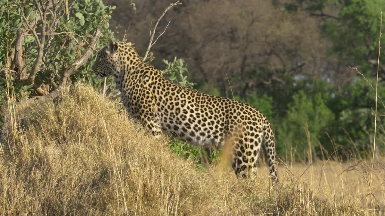 leopardo alerta de pie mirando hacia atrás en la sabana