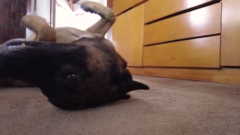 adorable big dog playing looking at the camera, lying on the floor, indoors