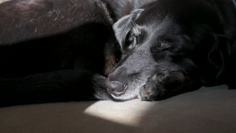 View-of-a-senior-black-dog-deep-asleep,-with-sunlight-highlighting-its-face