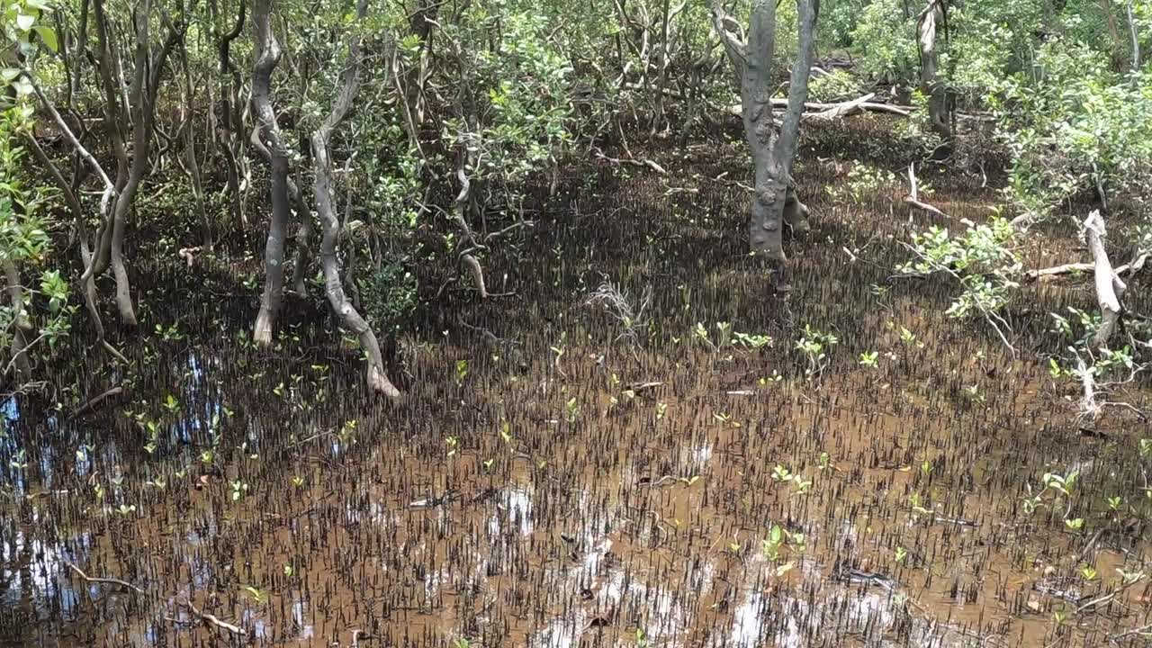 Time-lapse of a mangrove forest floor as water recedes, exposing roots and vegetation.