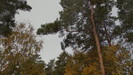 trees moving in autumn wind, bird on branch