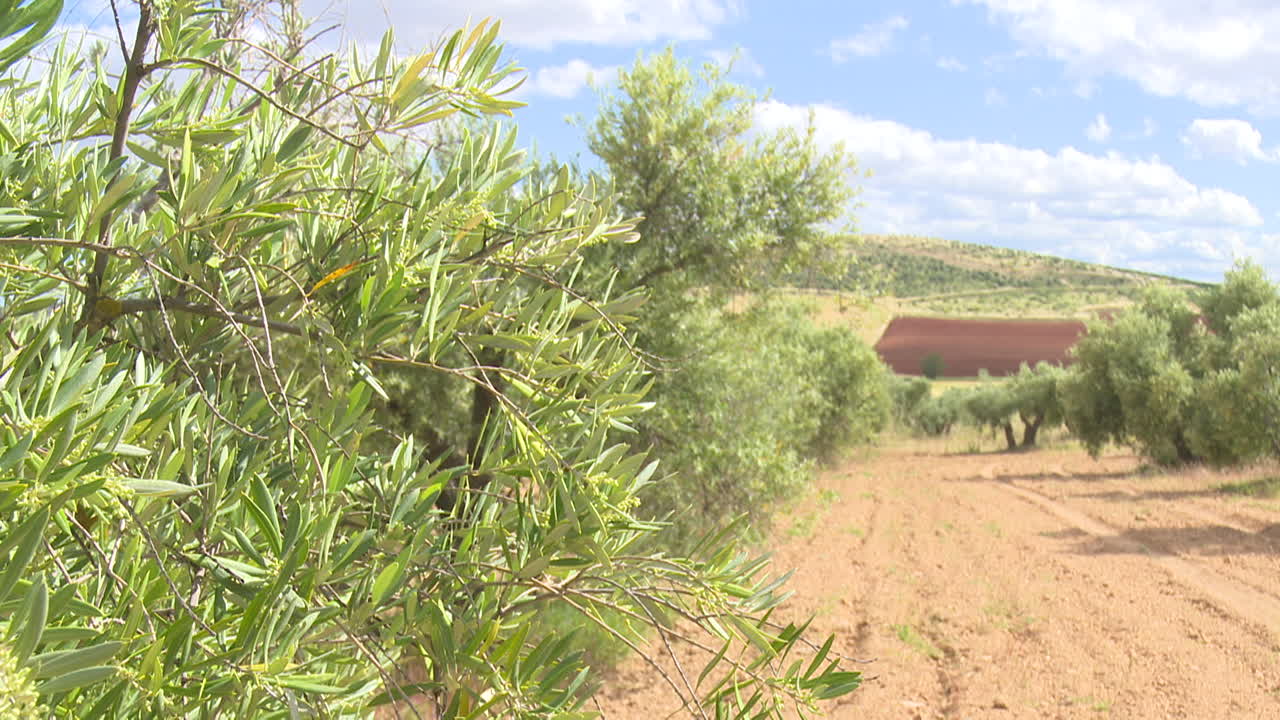Olive Grove Landscape