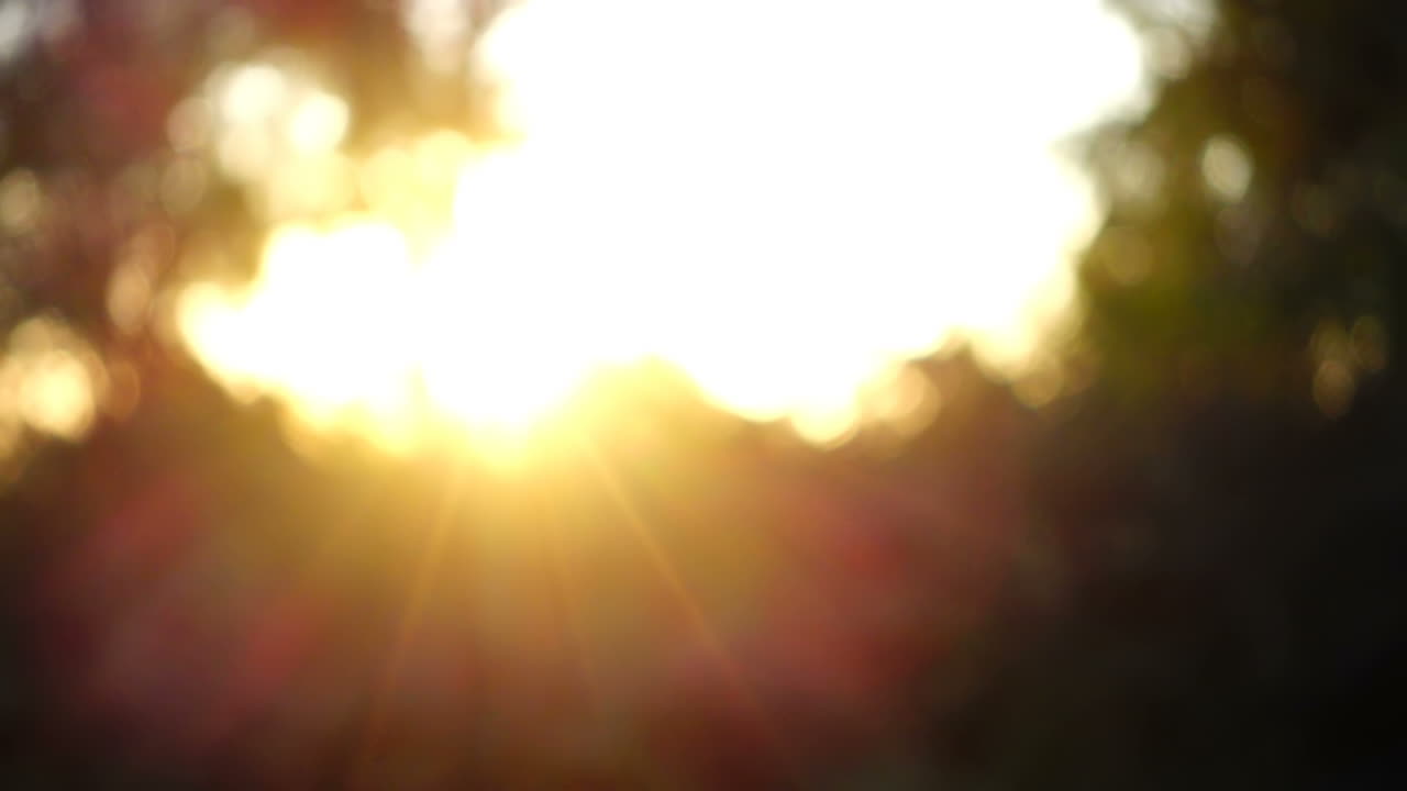 Sunset and beams of the sun through trees. Out of focus. Shooting in the movement