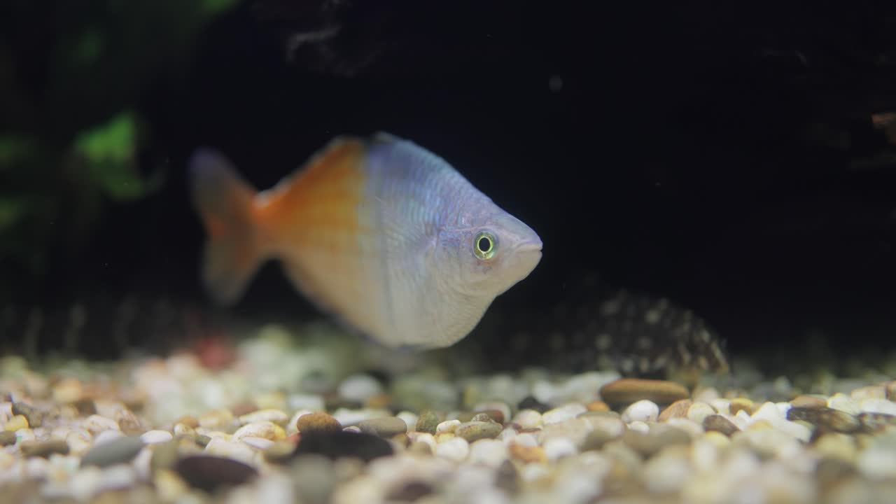 보에스마니 레인보우피쉬 (melanotaenia boesemani) 는 멜라노테니데이과에 속하는 물고기 종이다.