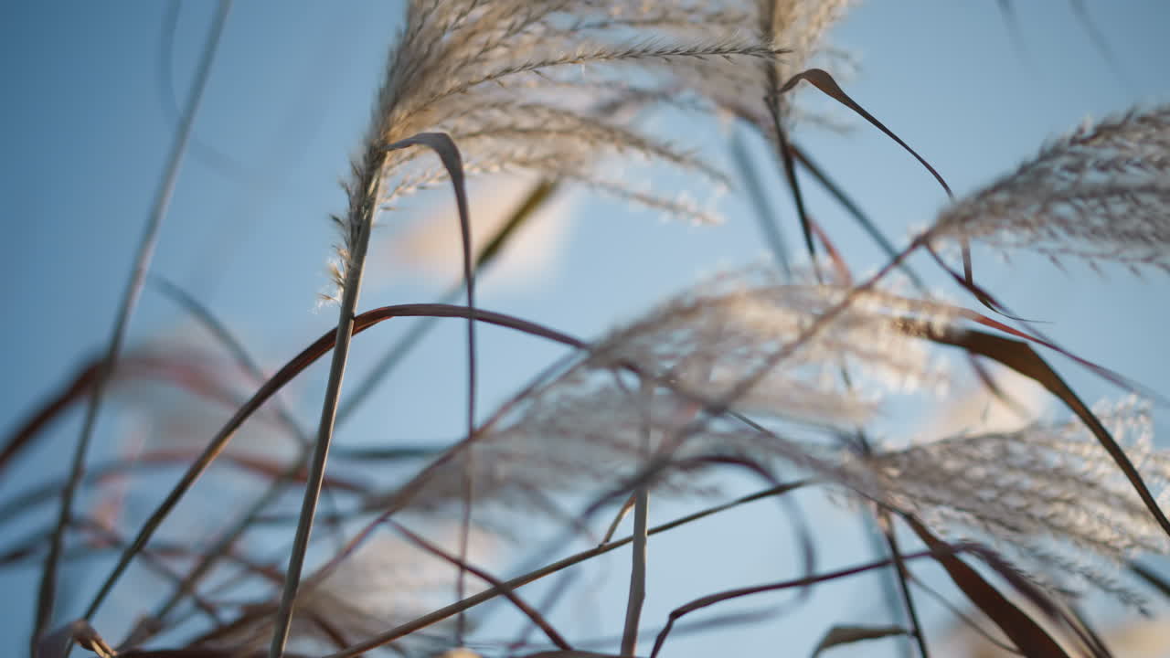 Erbe delicate nella soffusa luce del mattino. Primo piano di pennacchi di canna e steli di semi retroilluminati contro un cielo azzurro pallido, sfondo bokeh delicato, lenti movimenti di macchina cinematografici rivelano texture e calde tonalità dorate, sereno.