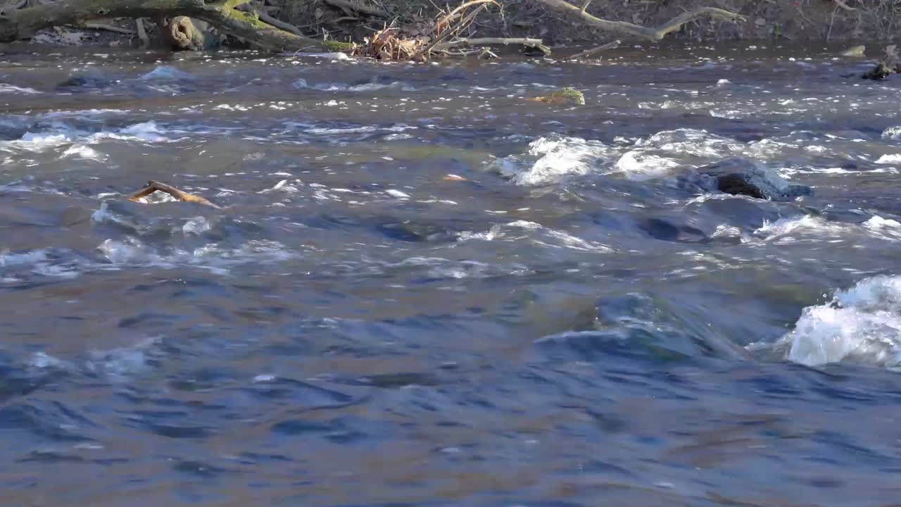 Medium shot of stream with current in nature