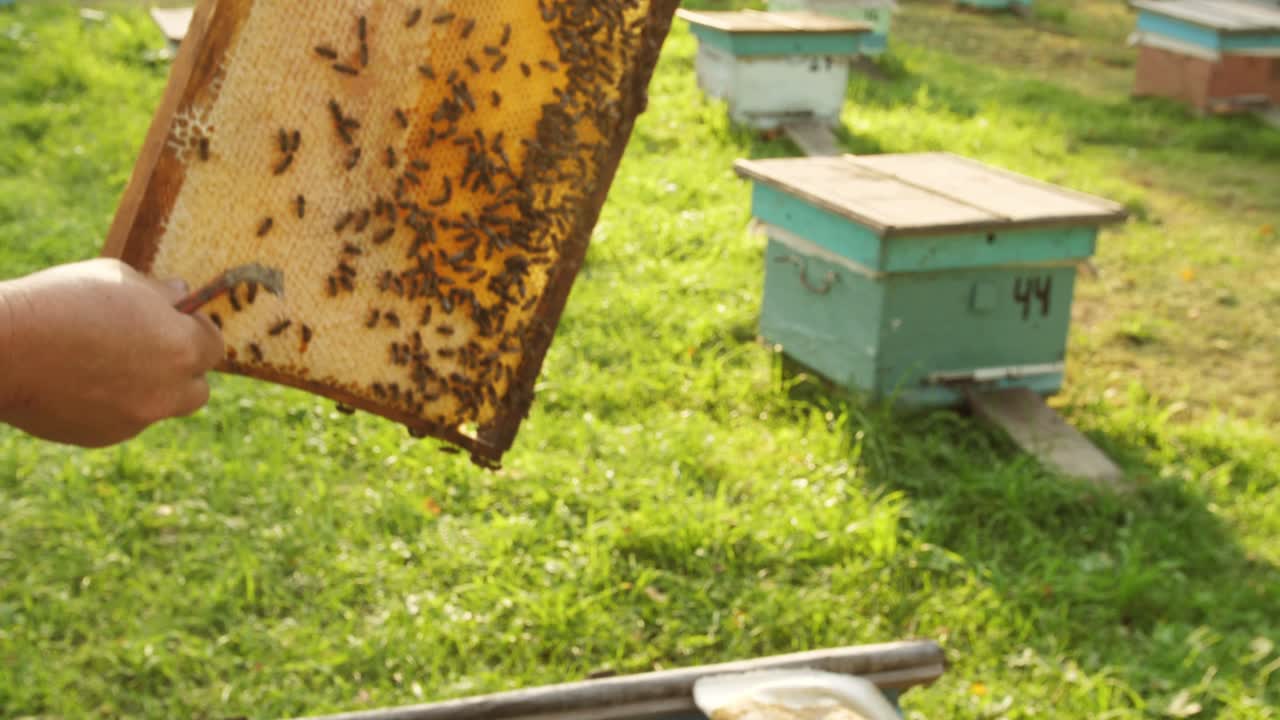 Beekeeper inspecting a honeycomb frame