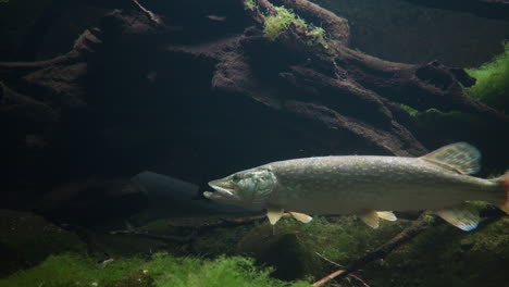 primer plano de pez lucio descansando con la boca abierta en agua clara del acuario