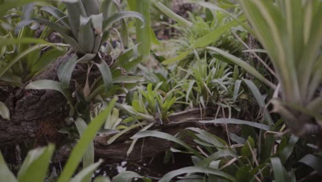 plantas tropicales verdes y follaje en un invernadero