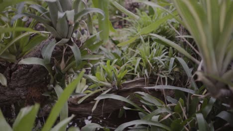 綠色熱帶植物和綠葉在溫室中