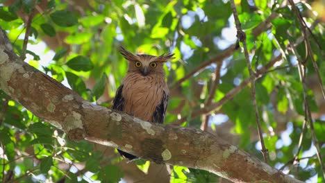 Buffy-Fish-Owl-Ketupa-Ketupu,-Posado-En-Una-Gran-Rama-Mirando-Hacia-Abajo-Con-Sus-Grandes-Ojos-Amarillos,-Parque-Nacional-Khao-Yai,-Tailandia