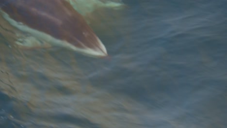 super close-up of dolphin jumping and diving again, clearly visible