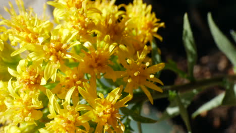 macro shot of the yellow and gold blossoms of the goldenrod flower and its green plant stem in a pot