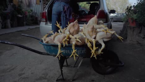 person loading a wheelbarrow full of chickens