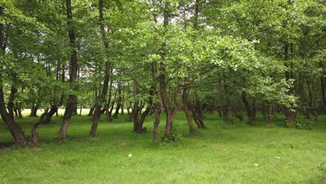 Walking-on-a-country-road-in-the-forest,-summer-season