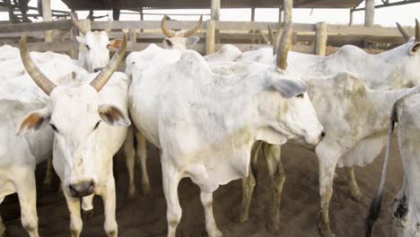 Panning-close-up-of-a-male-bovine-herd-in-a-pen-outdoors