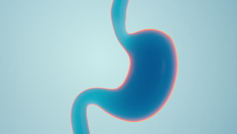cura de la anatomía interna del estómago humano, renderización en 3d.