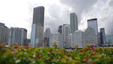 miami skyline with flowers in foreground