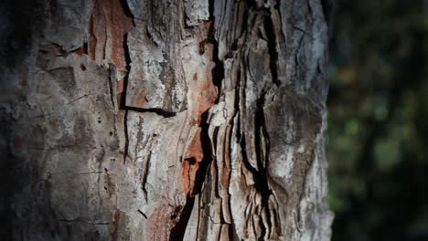 cinematic following footage of ants walking up and down a tree in between the bark openings