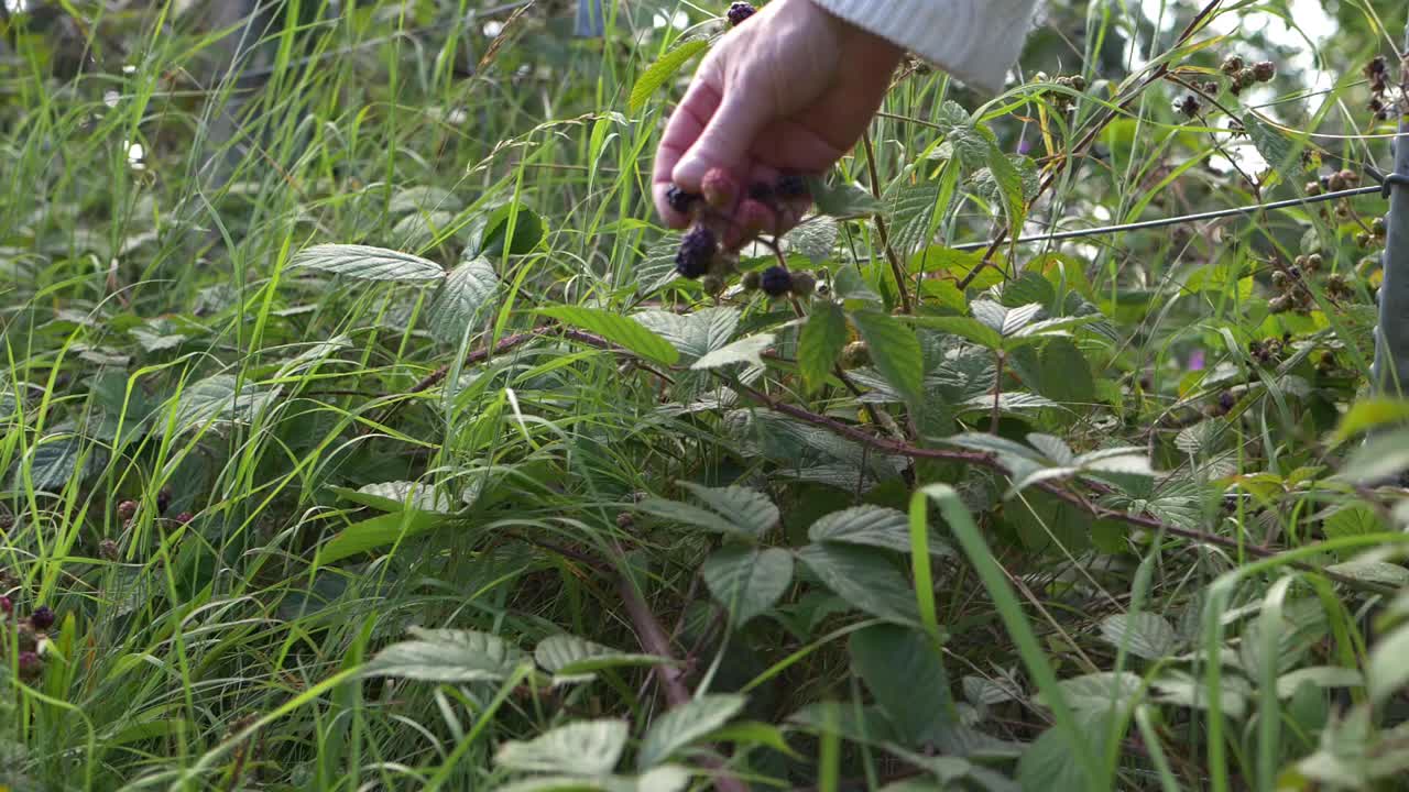 Hand picking ripe blackberries from bush wide shot