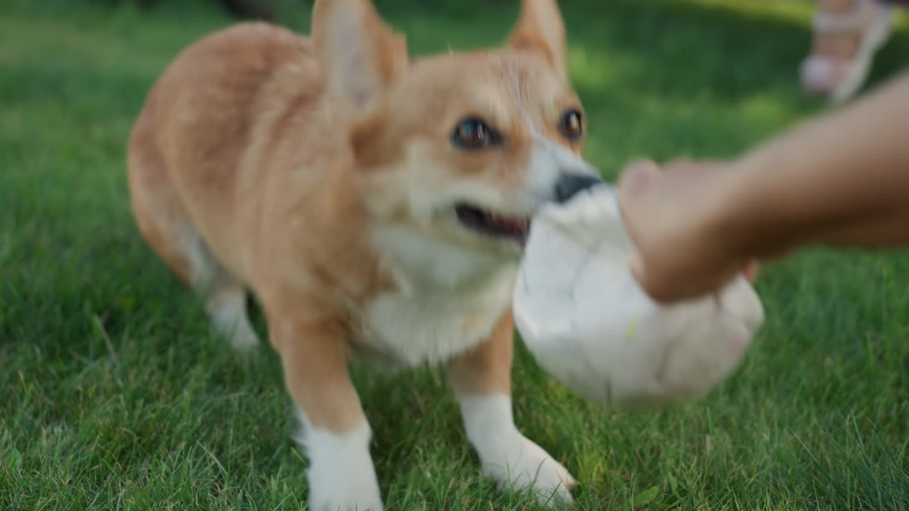 Focused Dog Playing, Determined Corgi Concentrates On Weathered Soccer Ball In Summer Play, An Eager Corgi Clutches Worn Soccer Ball Amidst Lively Summer Outdoor Activity With Owner Nearby