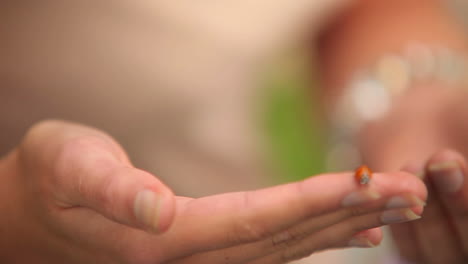 ladybird crawling over girls hand