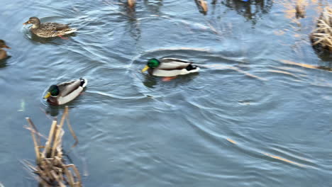 group of mallard ducks swimming in river with reeds and litter
