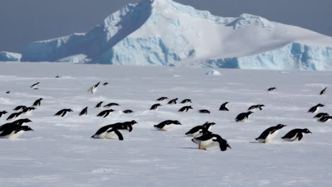 penguins on antarctic ice