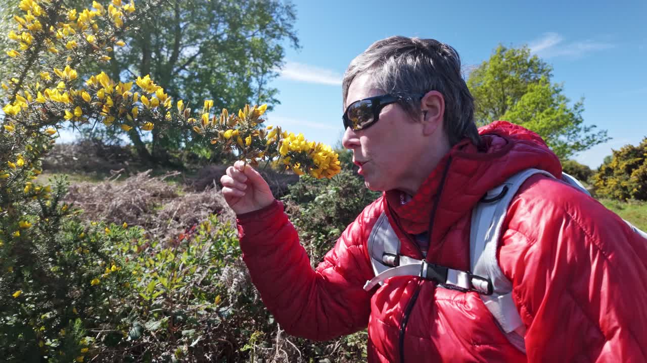 mujer caminante de la naturaleza que huele a flores amarillas perfumadas del arbusto gorse