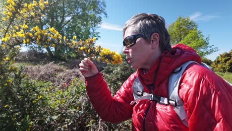 Female-nature-walker-smelling-scented-yellow-flowers-of-Gorse-bush