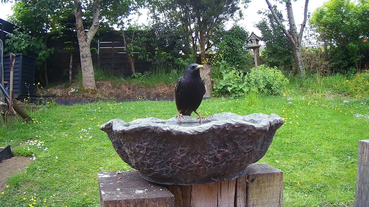 영국 정원의 새탕에서 마시는 새