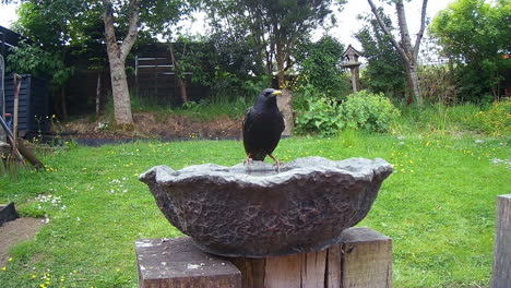 Pájaro-Bebiendo-En-Un-Baño-De-Pájaros-En-El-Jardín-Británico