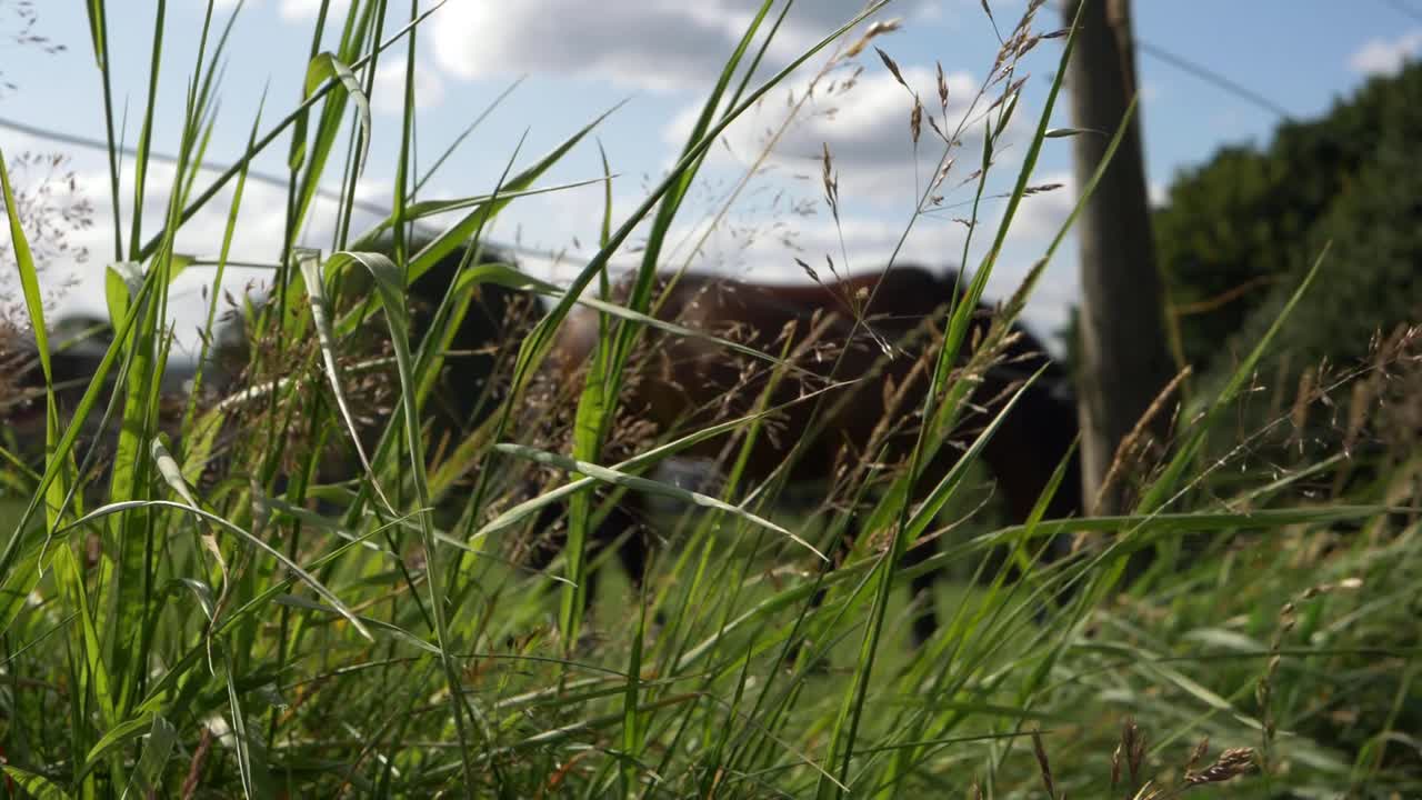 Lush grass in meadow with horse grazing in background tilting shot