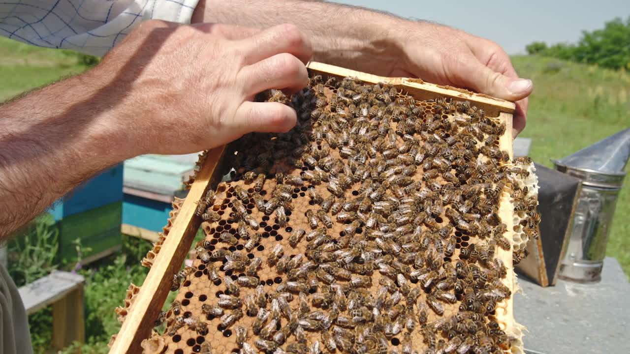 Beekeeper inspecting honeycomb frame