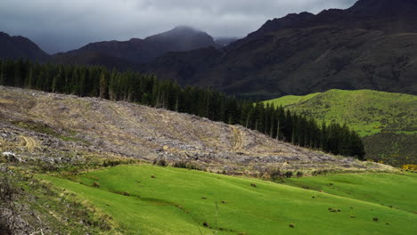 Environmental-devastation-after-clearing-large-sections-of-natural-forest