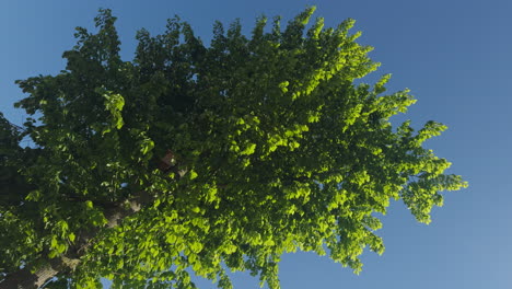 static video of green leaves rustling in the wind, low angle