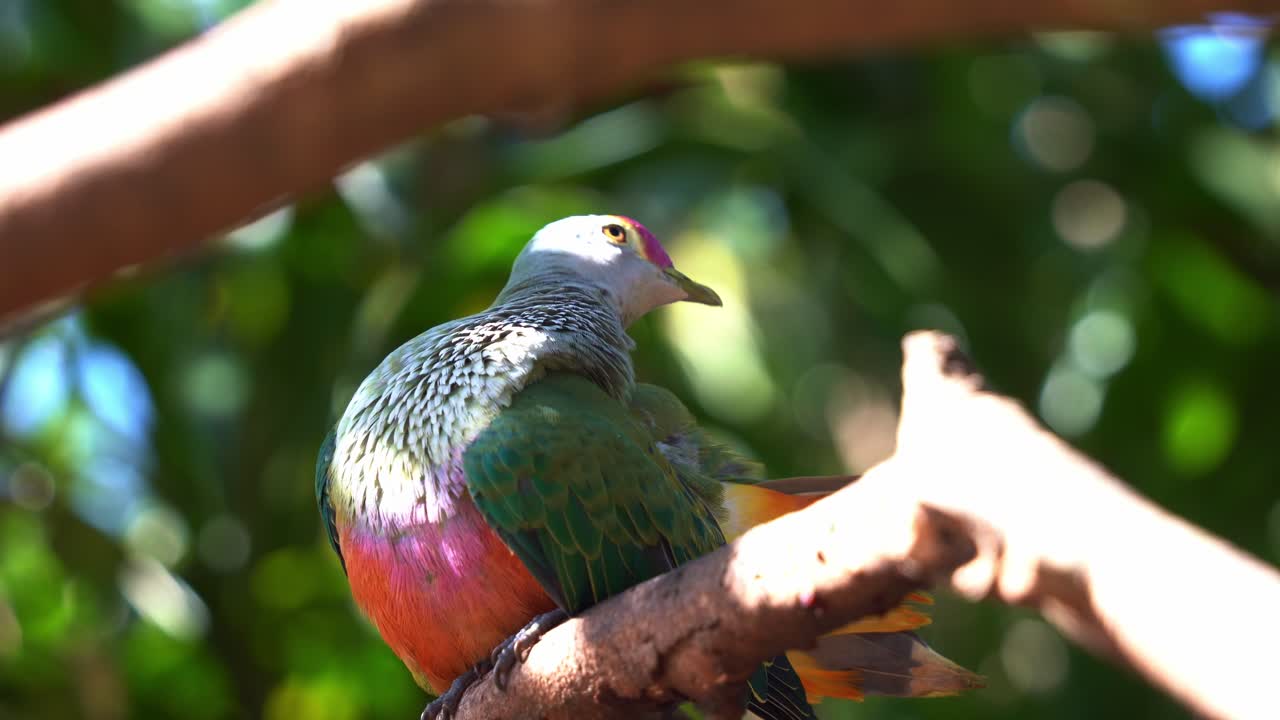 exótica y hermosa paloma de fruta coronada de rosa, ptilinopus regina, posada en la rama de un árbol, acicalándose y arreglando sus vibrantes plumas de cola con su pico bajo la luz del sol en el hábitat de la selva tropical