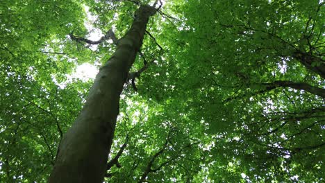 4k30p-Drone-Vista-Aérea-Crecimiento-Del-Tronco-Del-árbol-Del-Bosque-Subiendo-Al-Cielo-Arriba