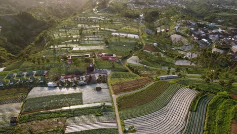 aerial view of vegetable plantation and countryside on the slope of sumbing mountain, indonesia