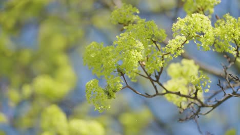 bright yellow-green flowers on slender branches against the blue sky