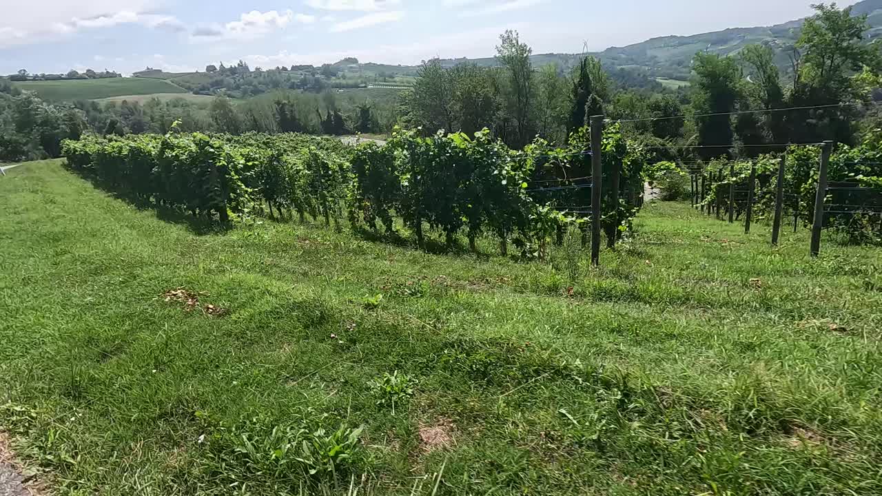 un paisaje de viñedos exuberantes bajo un cielo despejado