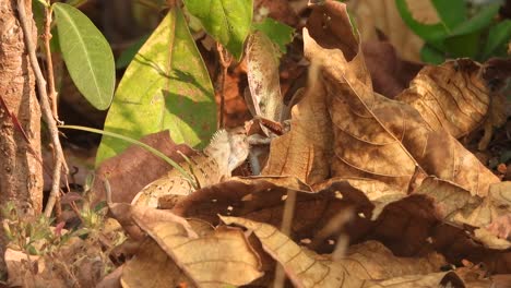 Mantis-and-lizard-fighting-.-hunting-