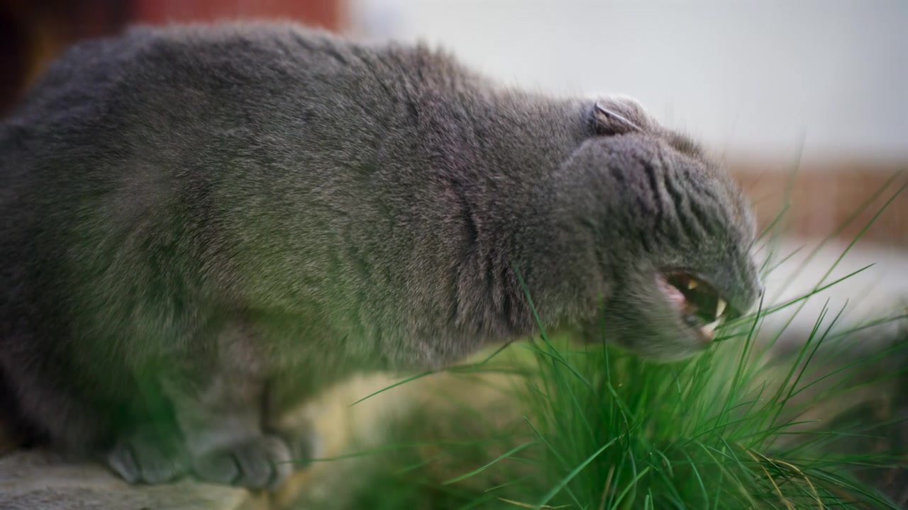 Close-up lateral de um gato cinza fofo comendo grama verde fresca ao ar livre