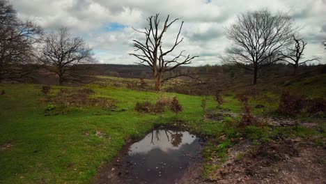 Kleiner-Teich-Vor-Einem-Toten-Baum-In-Der-Hügeligen-Niederländischen-Veluwe-Landschaft-Im-Frühen-Frühling