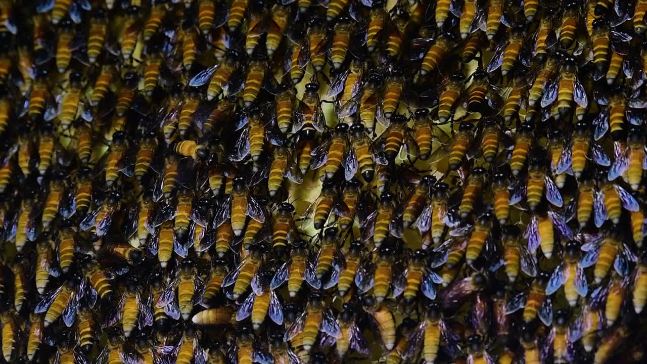 se sabe que las abejas melíferas gigantes construyen grandes colonias de nidos con bolsillos simétricos hechos de cera para almacenar miel como fuente de alimento.