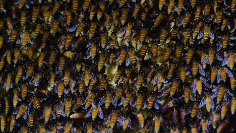 Se-Sabe-Que-Las-Abejas-Melíferas-Gigantes-Construyen-Grandes-Colonias-De-Nidos-Con-Bolsillos-Simétricos-Hechos-De-Cera-Para-Almacenar-Miel-Como-Fuente-De-Alimento.